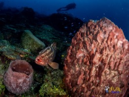 Explorer-Ventures-Turks-Caicos-Explorer-Scuba-Magician-_8050575 Explorer-Ventures-Turks-Caicos-Explorer-Scuba-Magician-_8050575
