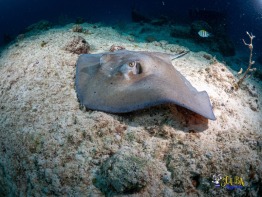 Explorer-Ventures-Turks-Caicos-Explorer-Scuba-Magician-_8050943 Explorer-Ventures-Turks-Caicos-Explorer-Scuba-Magician-_8050943