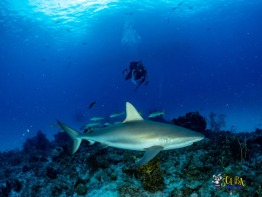 Explorer-Ventures-Turks-Caicos-Explorer-Scuba-Magician-_8061020