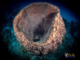 Explorer-Ventures-Turks-Caicos-Explorer-Scuba-Magician-_8061025 Explorer-Ventures-Turks-Caicos-Explorer-Scuba-Magician-_8061025