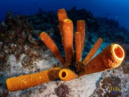 Explorer-Ventures-Turks-Caicos-Explorer-Scuba-Magician-_8061044 Explorer-Ventures-Turks-Caicos-Explorer-Scuba-Magician-_8061044