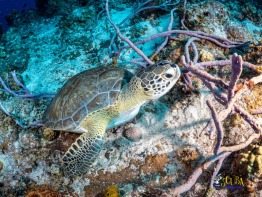 Explorer-Ventures-Turks-Caicos-Explorer-Scuba-Magician-_8061050 Explorer-Ventures-Turks-Caicos-Explorer-Scuba-Magician-_8061050