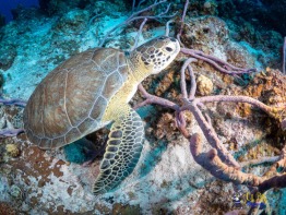 Explorer-Ventures-Turks-Caicos-Explorer-Scuba-Magician-_8061055 Explorer-Ventures-Turks-Caicos-Explorer-Scuba-Magician-_8061055