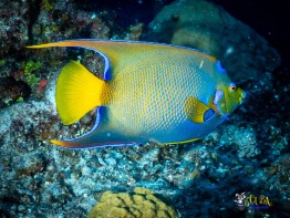 Explorer-Ventures-Turks-Caicos-Explorer-Scuba-Magician-_8071632 Explorer-Ventures-Turks-Caicos-Explorer-Scuba-Magician-_8071632