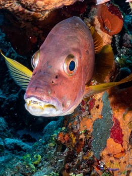 Explorer-Ventures-Turks-Caicos-Explorer-Scuba-Magician-_8081744-2