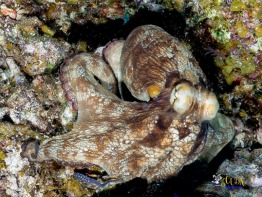 Explorer-Ventures-Turks-Caicos-Explorer-Scuba-Magician-_8081780