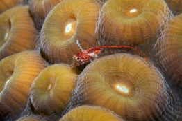 Fish-with-Red-Line-Turks-and-Caicos-Explorer-2-Explorer-Ventures-Liveaboard-Diving