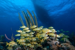 French-Grunt-Turks-and-Caicos-Explorer-2-Explorer-Ventures-Liveaboard-Diving