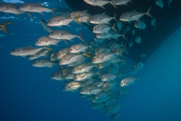 Horse-Eye-Jacks-Turks-and-Caicos-Explorer-2-Explorer-Ventures-Liveaboard-Diving Horse-Eye-Jacks-Turks-and-Caicos-Explorer-2-Explorer-Ventures-Liveaboard-Diving