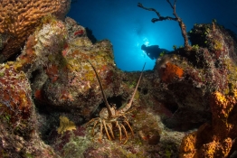 Lobster-Diver-Turks-and-Caicos-Explorer-2-Explorer-Ventures-Liveaboard-Diving