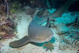 Nurse-shark-Turks-and-Caicos-Explorer-2-Explorer-Ventures-Liveaboard-Diving
