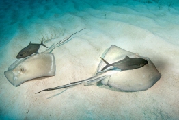 Southern-Stingrays-Turks-and-Caicos-Explorer-2-Explorer-Ventures-Liveaboard-Diving