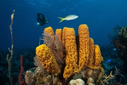 Sponges-Diver-Turks-and-Caicos-Explorer-2-Explorer-Ventures-Liveaboard-Diving