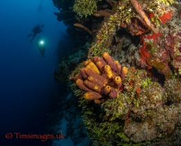 TCEX2_TGurney_Timsimages.uk_TG53085