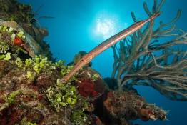 Trumpet-fish-Turks-and-Caicos-Explorer-2-Explorer-Ventures-Liveaboard-Diving