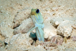 Yellowhead-Jawfish-Turks-and-Caicos-Explorer-2-Explorer-Ventures-Liveaboard-Diving