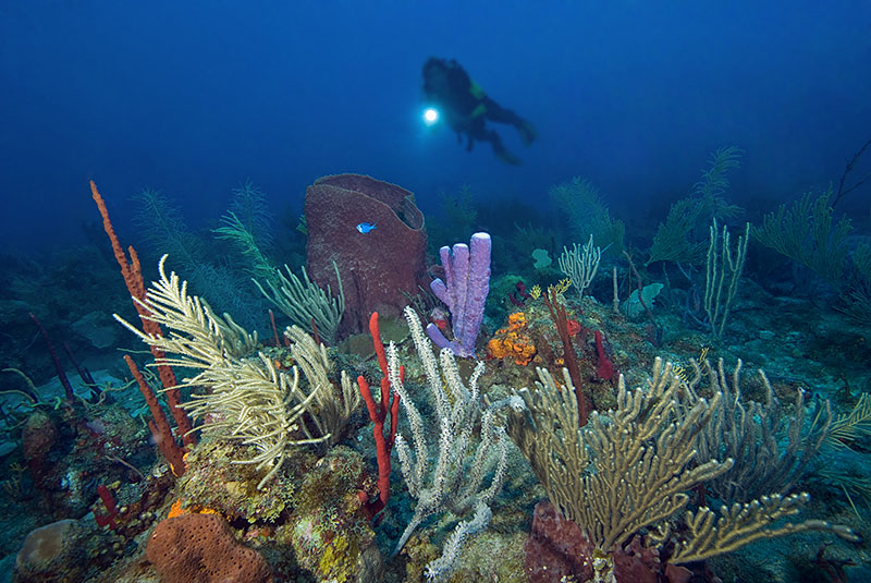 Saba & St. Kitts Liveaboard Diving | Explorer Ventures Fleet® UW-Saba-02