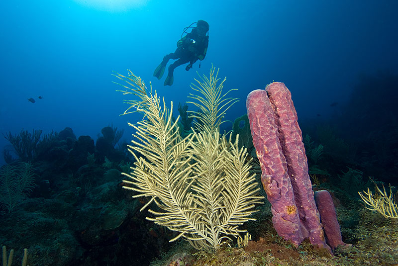 Saba & St. Kitts Liveaboard Diving | Explorer Ventures Fleet® UW-Saba-04