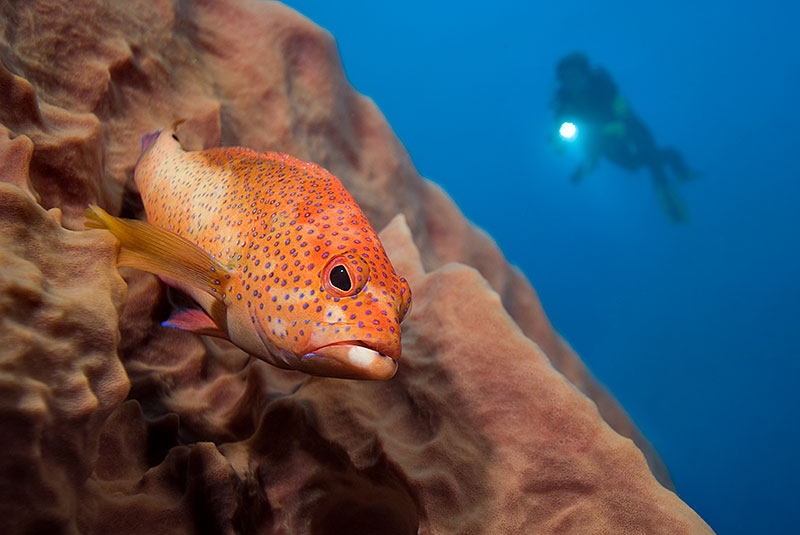 Saba & St. Kitts Liveaboard Diving | Explorer Ventures Fleet® UW-Saba-08