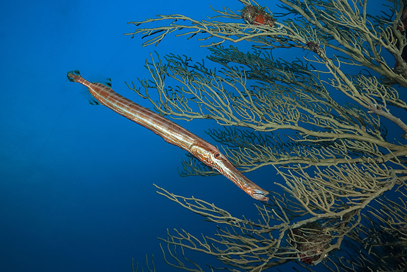 Saba & St. Kitts Liveaboard Diving | Explorer Ventures Fleet® UW-Saba-10