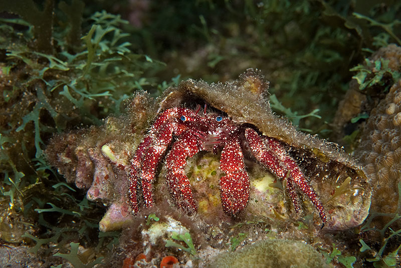 Saba & St. Kitts Liveaboard Diving | Explorer Ventures Fleet® UW-Saba-12