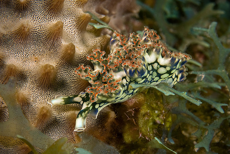 Saba & St. Kitts Liveaboard Diving | Explorer Ventures Fleet® UW-Saba-14