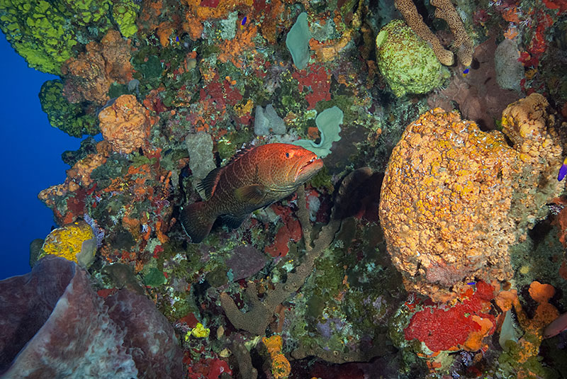 Saba & St. Kitts Liveaboard Diving | Explorer Ventures Fleet® UW-Saba-20