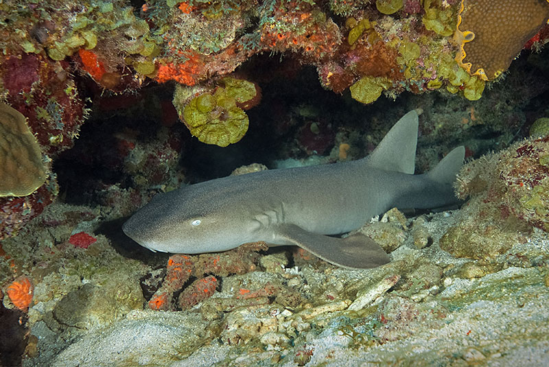 Saba & St. Kitts Liveaboard Diving | Explorer Ventures Fleet® UW-Saba-22