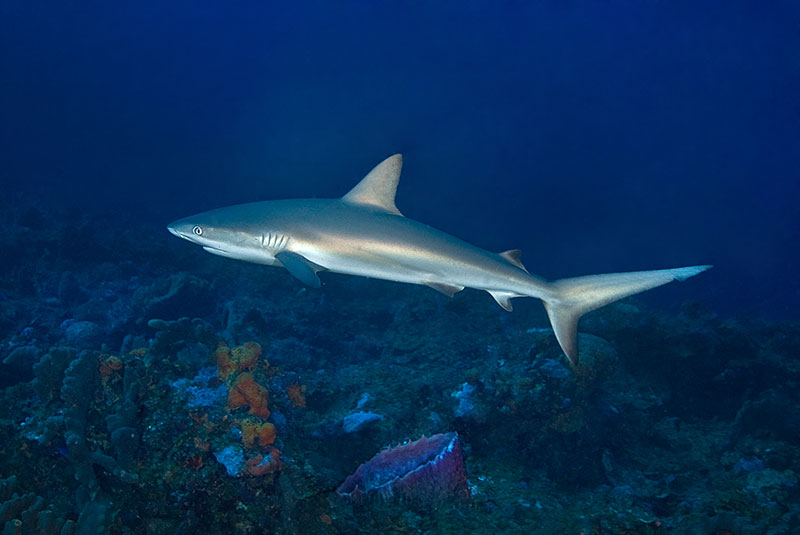Saba & St. Kitts Liveaboard Diving | Explorer Ventures Fleet® UW-Saba-23