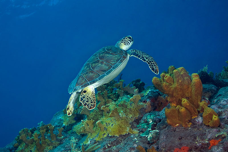 Saba & St. Kitts Liveaboard Diving | Explorer Ventures Fleet® UW-Saba-32