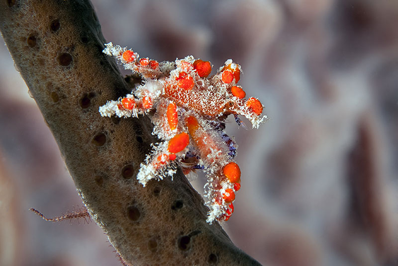 Saba & St. Kitts Liveaboard Diving | Explorer Ventures Fleet® UW-Saba-35