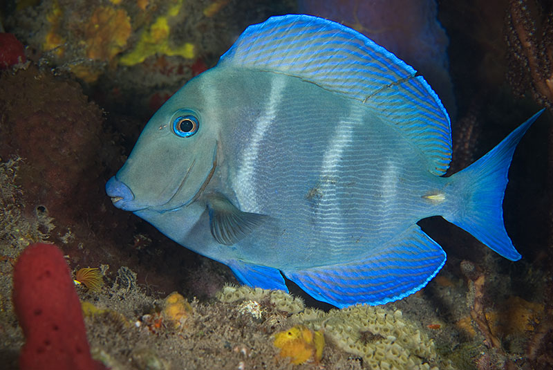 Saba & St. Kitts Liveaboard Diving | Explorer Ventures Fleet® UW-Saba-38