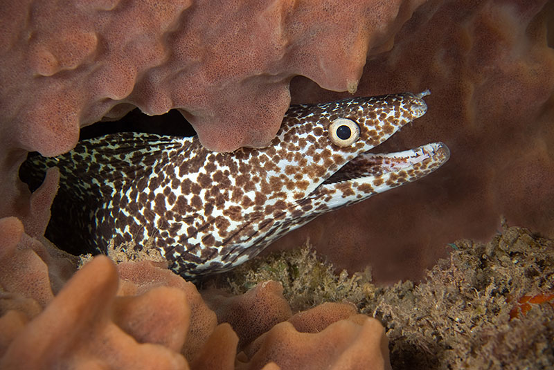 Saba & St. Kitts Liveaboard Diving | Explorer Ventures Fleet® UW-Saba-41