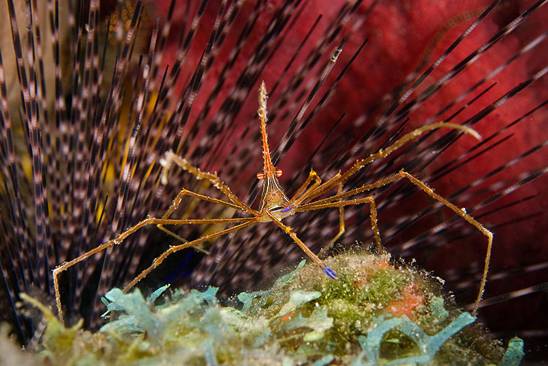 Saba & St. Kitts Liveaboard Diving | Explorer Ventures Fleet® UW-St.-Kitts-03
