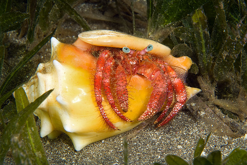 Saba & St. Kitts Liveaboard Diving | Explorer Ventures Fleet® UW-St.-Kitts-07