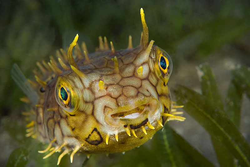 Saba & St. Kitts Liveaboard Diving | Explorer Ventures Fleet® UW-St.-Kitts-12
