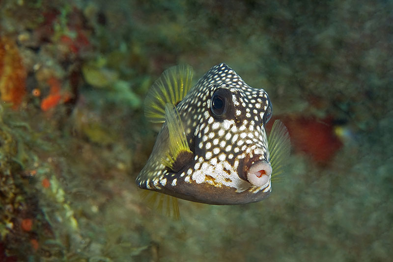 Saba & St. Kitts Liveaboard Diving | Explorer Ventures Fleet® UW-St.-Kitts-13