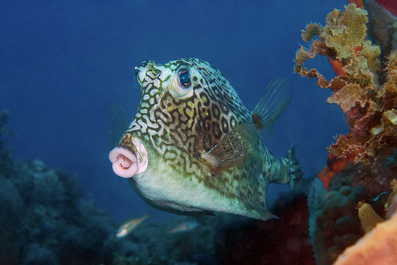 Saba & St. Kitts Liveaboard Diving | Explorer Ventures Fleet® UW-St.-Kitts-14