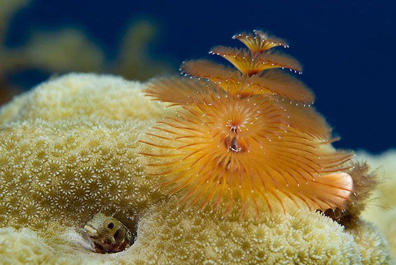 Saba & St. Kitts Liveaboard Diving | Explorer Ventures Fleet® UW-St.-Kitts-16