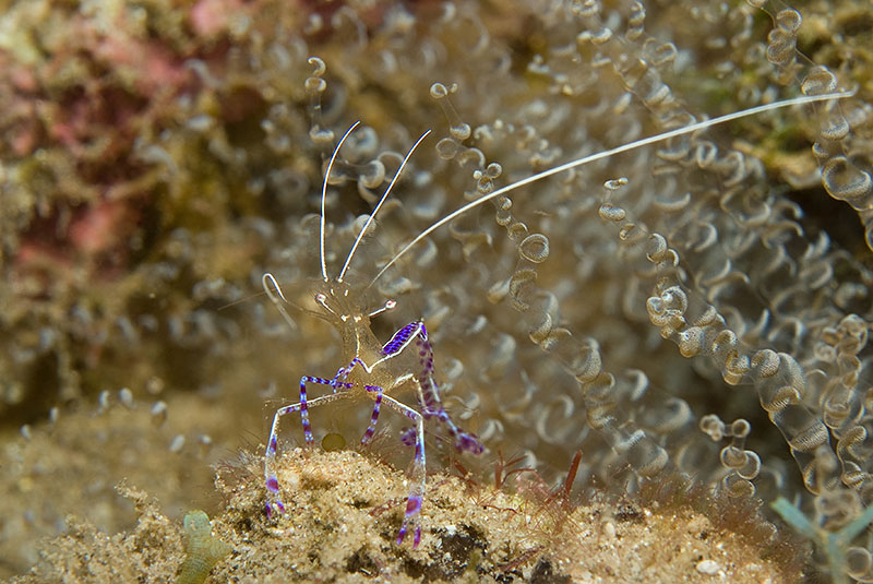 Saba & St. Kitts Liveaboard Diving | Explorer Ventures Fleet® UW-St.-Kitts-20