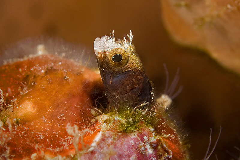 Saba & St. Kitts Liveaboard Diving | Explorer Ventures Fleet® UW-St.-Kitts-31