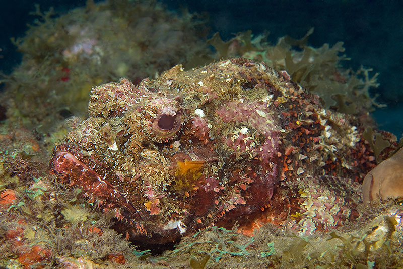 Saba & St. Kitts Liveaboard Diving | Explorer Ventures Fleet® UW-St.-Kitts-32