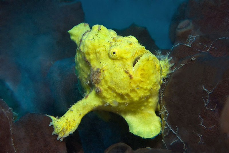 Saba & St. Kitts Liveaboard Diving | Explorer Ventures Fleet® UW-St.-Kitts-33