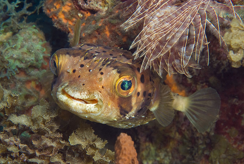 Saba & St. Kitts Liveaboard Diving | Explorer Ventures Fleet® UW-St.-Kitts-36