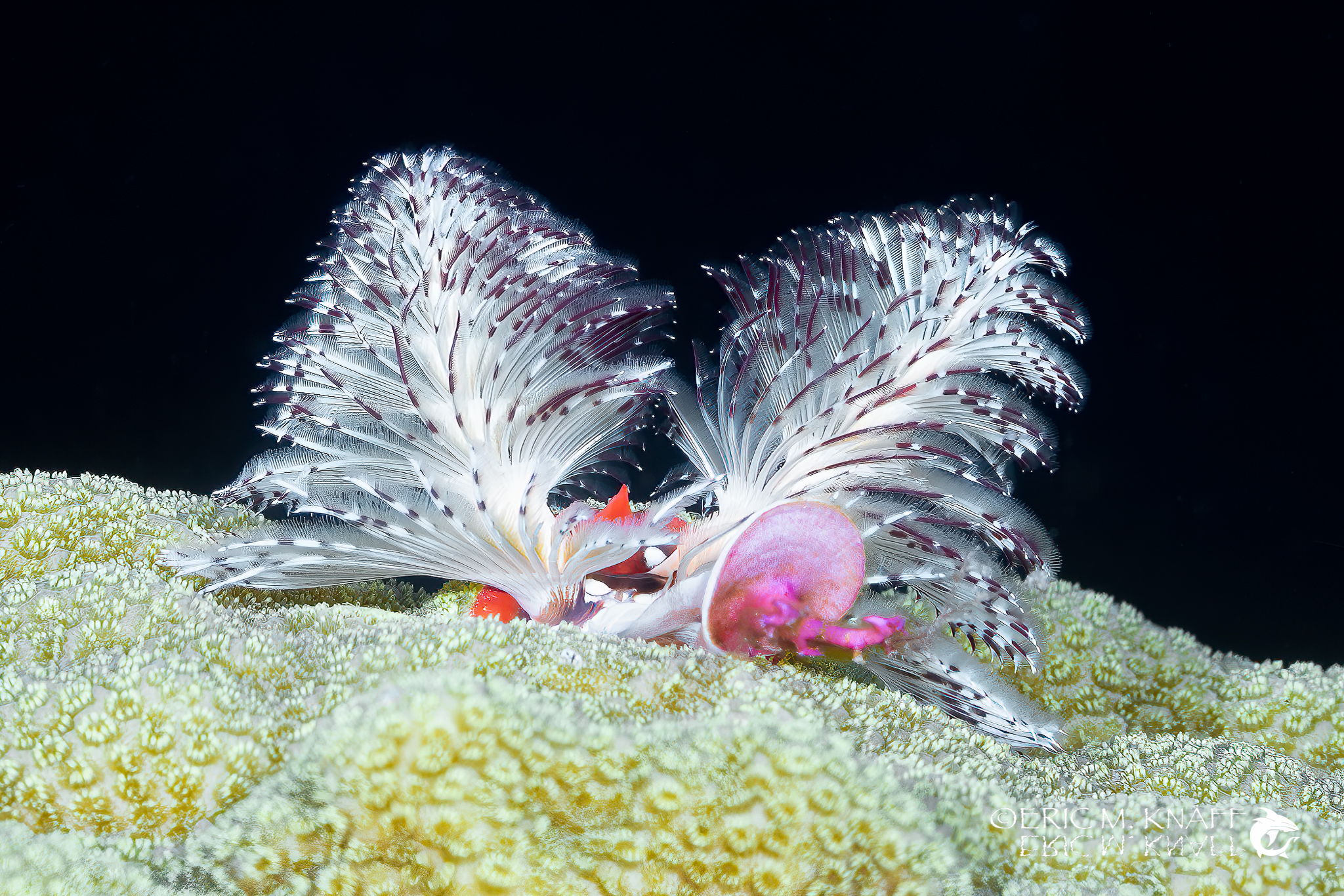 Saba & St. Kitts Liveaboard Diving | Explorer Ventures Fleet® UW-Saba-44
