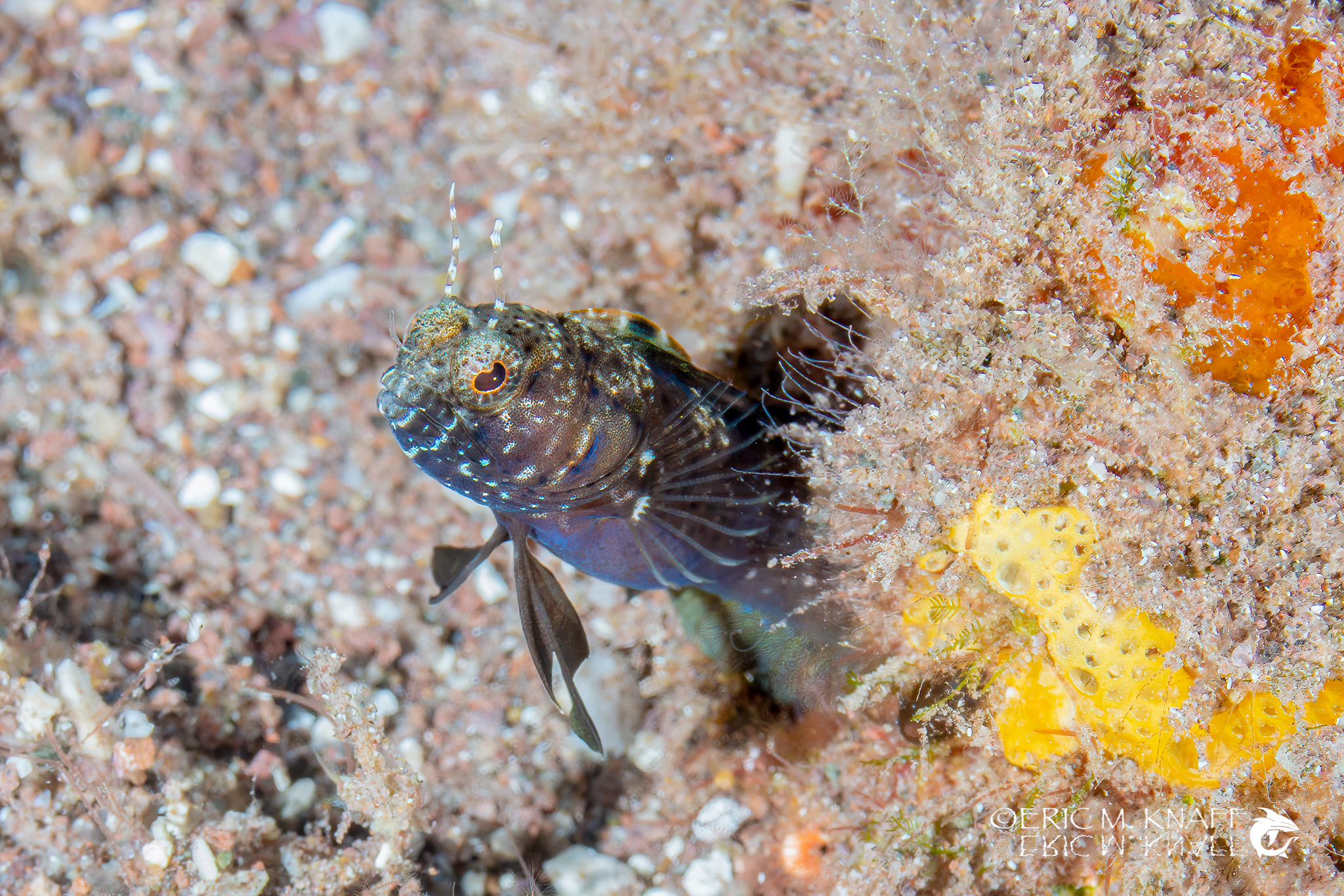 Saba & St. Kitts Liveaboard Diving | Explorer Ventures Fleet® UW-Saba-45