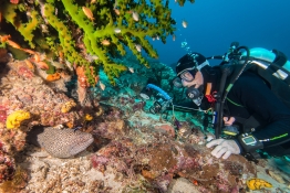 Underwater in the Banda Sea