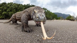 UW_Komodo_6
