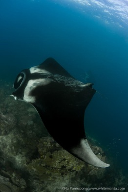 UW_RajaAmpat