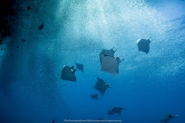 UW_RajaAmpat_2